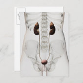 Drei Dimensionen des Harnsystems von Frauen Postkarte (Vorne/Hinten)