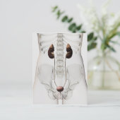 Drei Dimensionen des Harnsystems von Frauen Postkarte (Stehend Vorderseite)