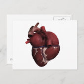 Drei Dimensionen des menschlichen Herzens, hinten Postkarte (Vorne/Hinten)