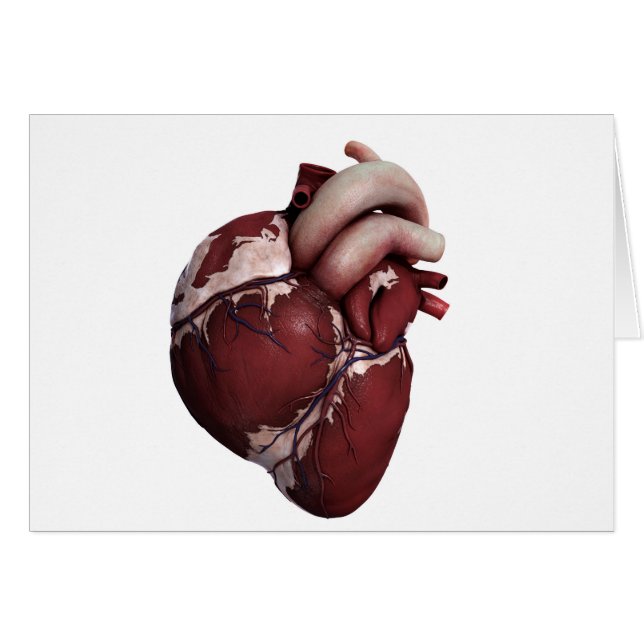 Drei Dimensionen des menschlichen Herzens, Vorders (Vorderseite (Horizontal))