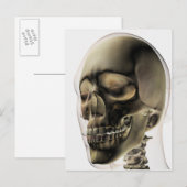 Drei Dimensionen des menschlichen Schädels und der Postkarte (Vorne/Hinten)