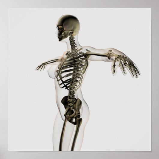 Drei Dimensionen des weiblichen Skelettsystems Poster (Vorne)