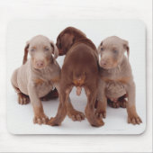 Drei Doberman-Pinscher-Welpen Mousepad (Vorne)