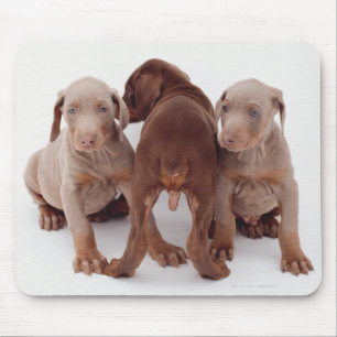 Drei Doberman-Pinscher-Welpen Mousepad