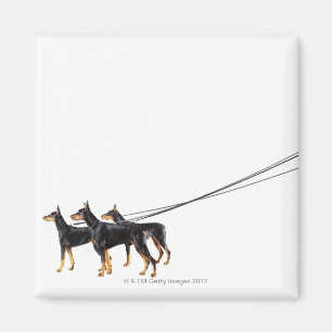 Drei Dobermann auf Leine Magnet