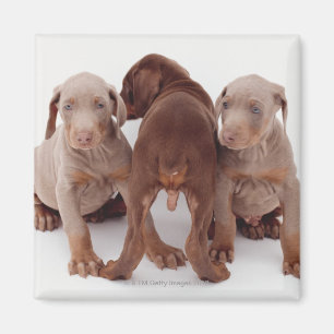 Drei Dobermann Pinscherwelpen Magnet