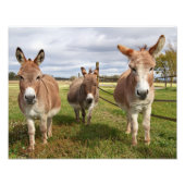 Drei Donkey Fotodruck (Vorne)