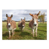 Drei Donkey Fotodruck (Vorne)