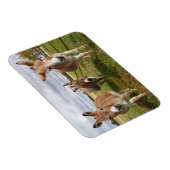 Drei Donkey Magnet (Rechte Seite)