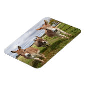 Drei Donkey Magnet (Linke Seite)