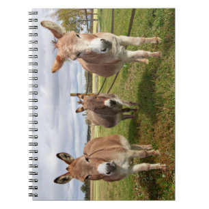Drei Donkey Notizblock