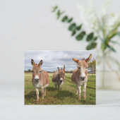 Drei Donkey Postkarte (Stehend Vorderseite)