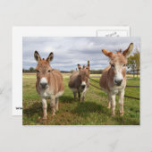 Drei Donkey Postkarte (Vorne/Hinten)