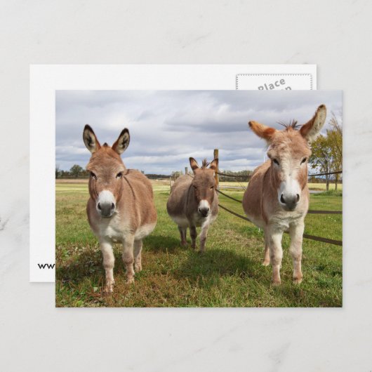 Drei Donkey Postkarte (Vorne/Hinten)
