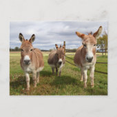 Drei Donkey Postkarte (Vorderseite)