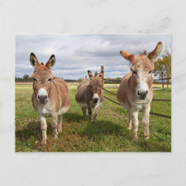 Drei Donkey Postkarte