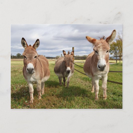 Drei Donkey Postkarte (Vorderseite)