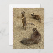 Drei Eichhörnchen Einladungspostkarte (Vorne/Hinten)