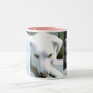 Drei elegante Fotos eines Niedlichen Welpenhundes Zweifarbige Tasse