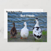 Drei Enten in einer Reihe Postkarte (Vorne/Hinten)