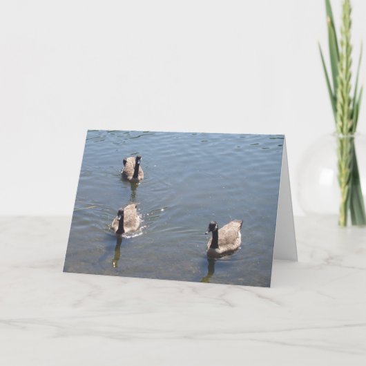 Drei Enten schwimmen Karte (Vorderseite)