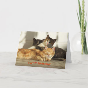 Drei entspannende Katzen, Geburtstag Karte