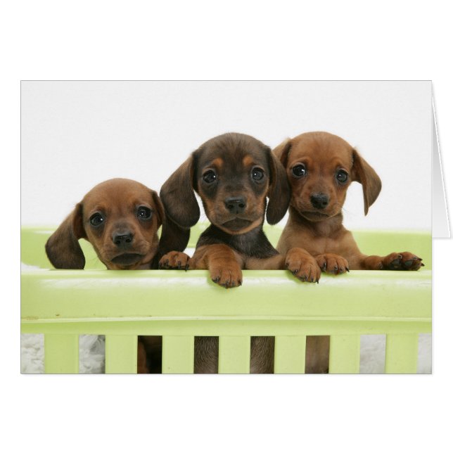 Drei entzückende Dachsund-Welpen (Vorderseite (Horizontal))