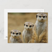 drei Erdmaennchen (Suricata suricatta) Postkarte (Vorne/Hinten)