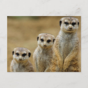 drei Erdmaennchen (Suricata suricatta) Postkarte