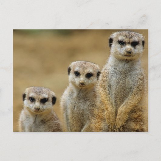 drei Erdmaennchen (Suricata suricatta) Postkarte (Vorderseite)