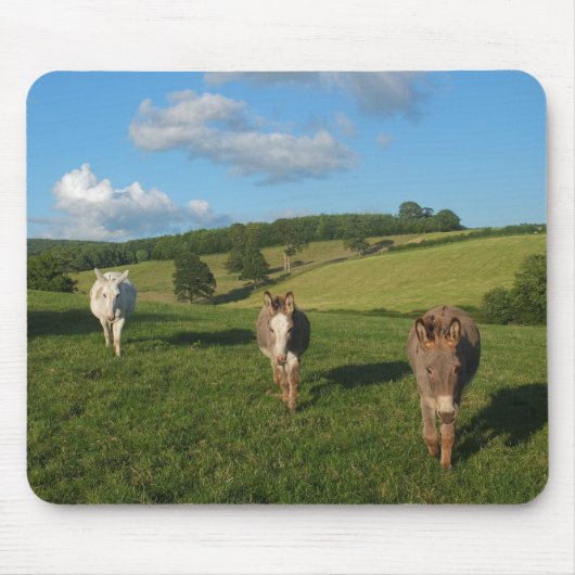 Drei Esel auf einem Feld Foto Mousepad (Vorne)