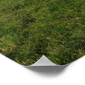 Drei Esel auf einem Feld Foto Poster (Ecke)
