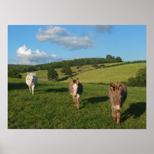 Drei Esel auf einem Feld Foto Poster (Vorne)