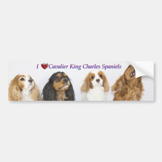 Drei Farben Cavalier King Charles Spaniels Autoaufkleber (Vorne)