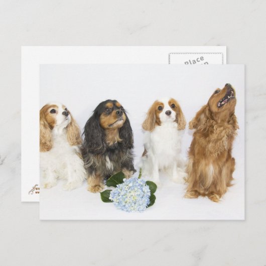 Drei Farben Cavalier King Charles Spaniels Postkarte (Vorne/Hinten)