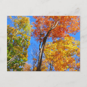 Drei Farbschattierungen bunter Herbst-Ahornbäume Postkarte