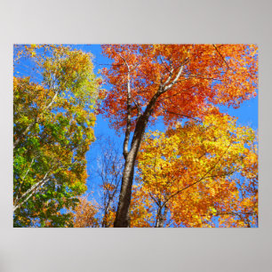 Drei Farbschattierungen von bunten Herbst-Ahornbäu Poster