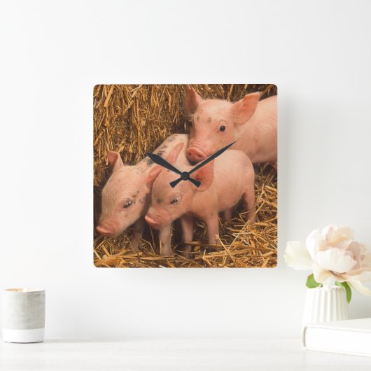 drei Ferkel Quadratische Wanduhr (Zuhause)