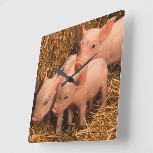 drei Ferkel Quadratische Wanduhr (Winkel)