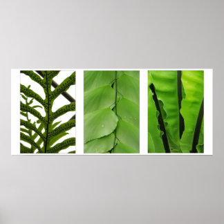 Drei Ferns Poster
