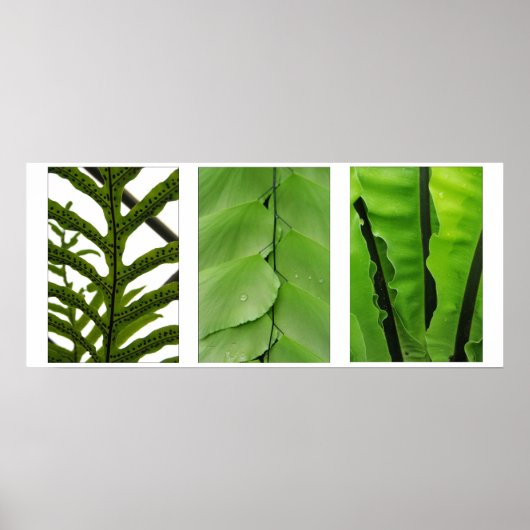 Drei Ferns Poster (Vorne)