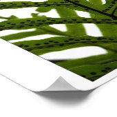 Drei Ferns Poster (Ecke)