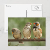 Drei Finches Naturfotografie Postkarte (Vorne/Hinten)