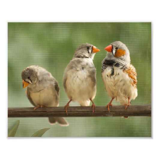 Drei Finish auf einer Twig Fotodruck (Vorne)