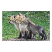 Drei Fox Kits Fotodruck (Vorne)