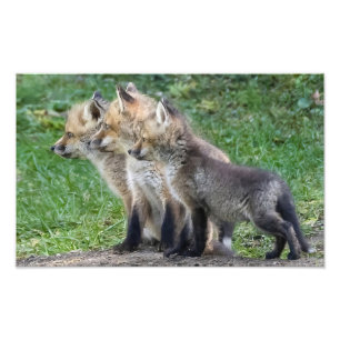 Drei Fox Kits Fotodruck