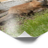 Drei Fox Kits Fotodruck (Ecke)