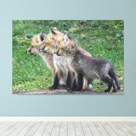 Drei Fox Kits Leinwanddruck (Insitu (Holzboden))