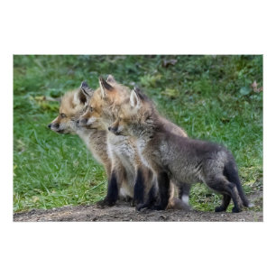 Drei Fox Kits Poster