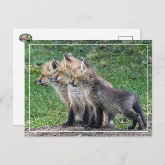 Drei Fox Kits Postkarte (Vorne/Hinten)
